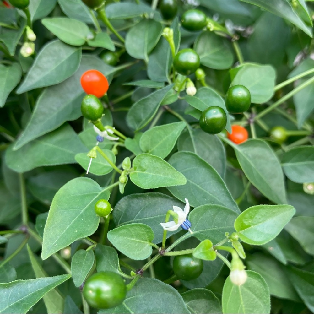 50 Seeds Chiltepin Birds Eye Bird Pepper Wild Chili Heirloom Pepper Seeds - Picture 3 of 8
